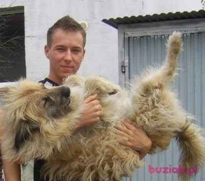 Marek, Mężczyzna, 35, Birmingham West Midlands England, Wielka Brytania, Zdjęcie: 2