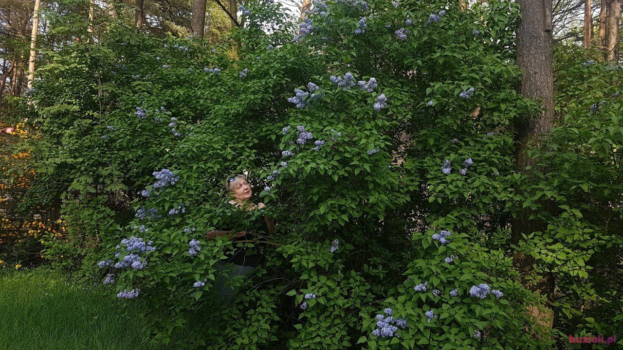 Ela, Female, 63, Łódź, Polska: 1