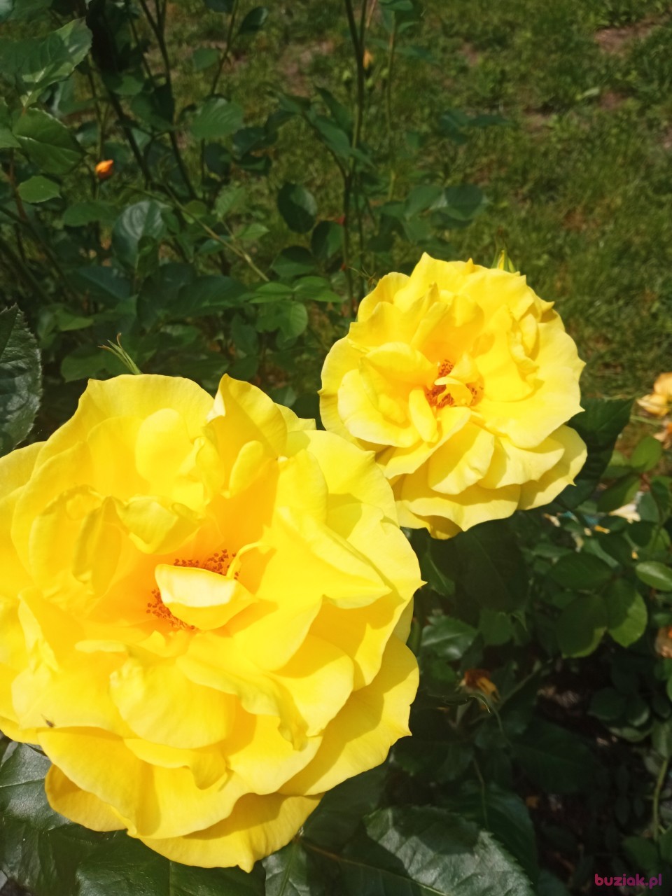 Adam, Male, 65, Szczawnica, Polska, Photo: 2