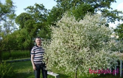 roman, Mężczyzna, 59, Bytów, Polska, Zdjęcie: 1