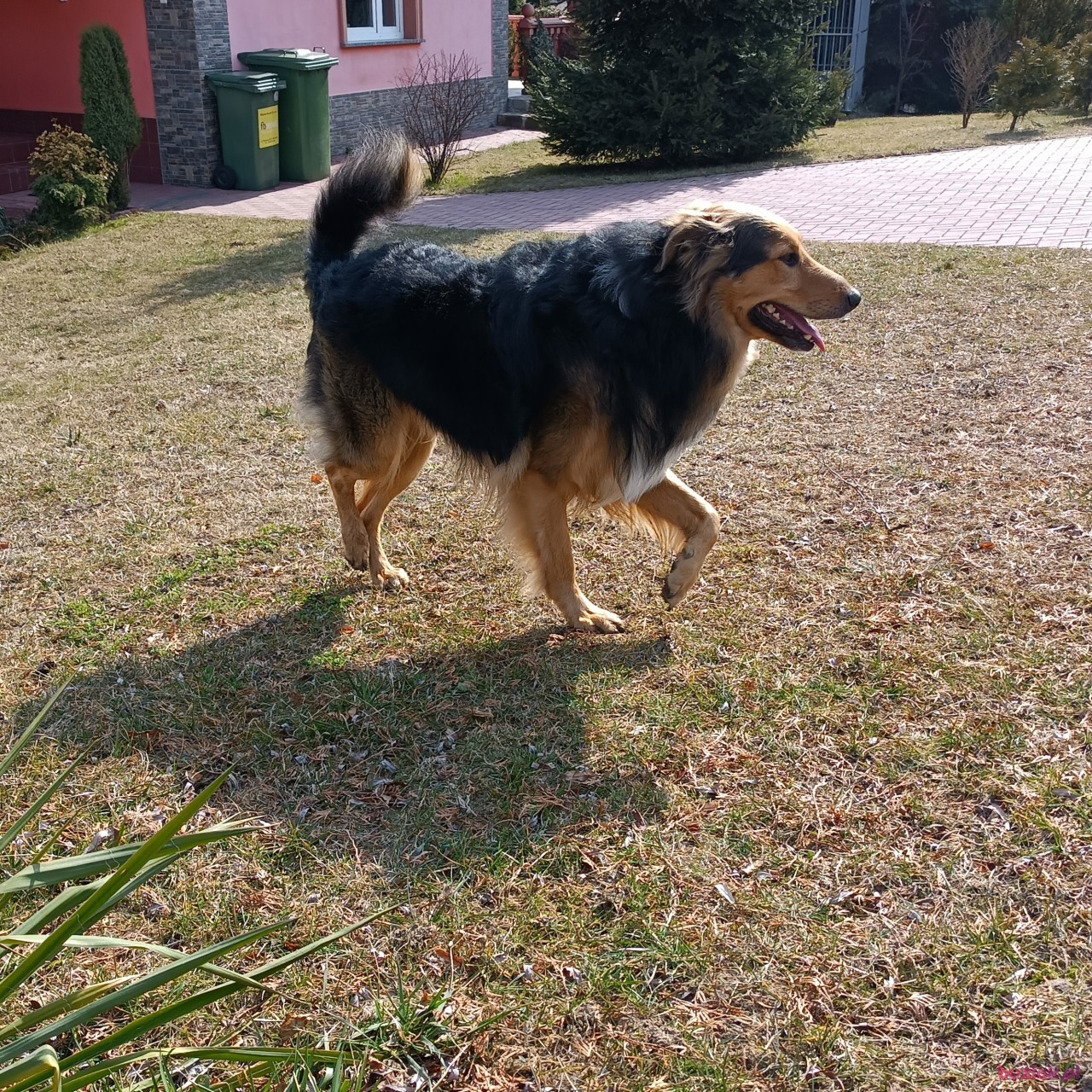 stelvio, Male, 60, Tarnów, Polska, Photo: 2