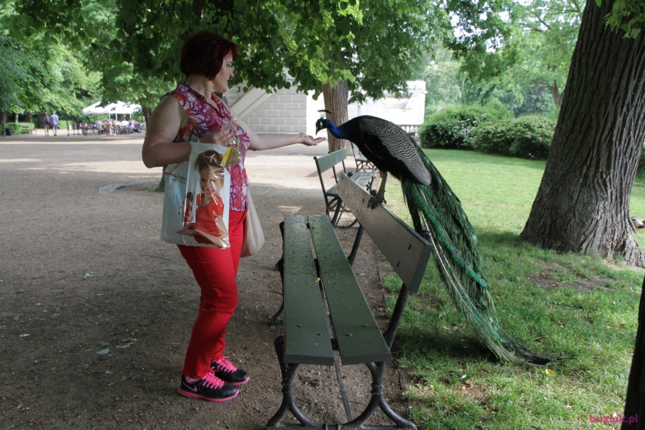 Anna, Kobieta, 61, Gliwice, Polska, Zdjęcie: 15