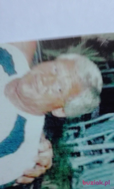 janusz, Mężczyzna, 76, Konstancja, Niemcy, Zdjęcie: 2