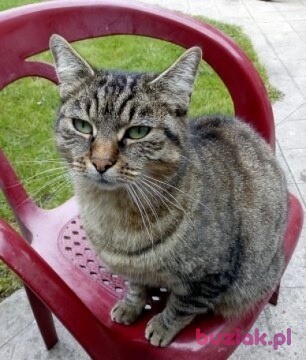 Jacek, Mężczyzna, 49, Rotterdam South Holland Province, Holandia, Zdjęcie: 3