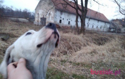 Łukasz, Mężczyzna, 41, Holandia, Zdjęcie: 2