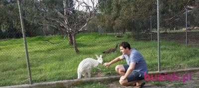 Rafal, Mężczyzna, 43, Australia, Zdjęcie: 3