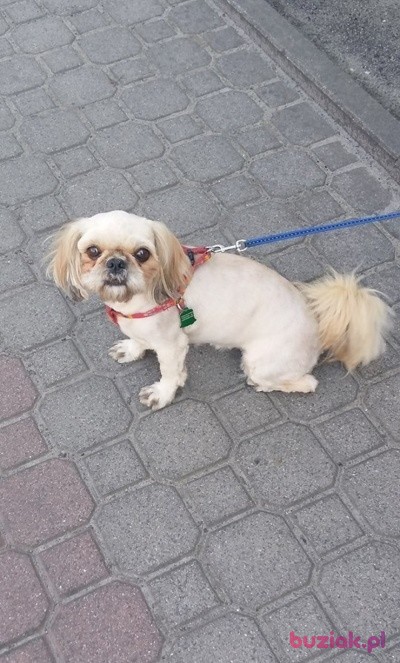 genia123, Female, 74, Poniec, Polska, Photo: 3