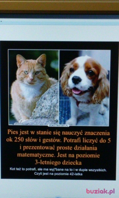Krzysztof, Mężczyzna, 51, Katowice, Polska, Zdjęcie: 5
