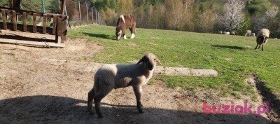 Marcin, Mężczyzna, 46, Polska, Zdjęcie: 6