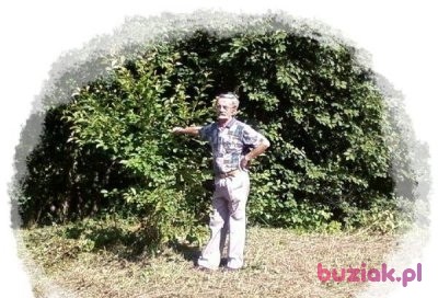 jerzy, Mężczyzna, 77, Gliwice, Polska, Zdjęcie: 2