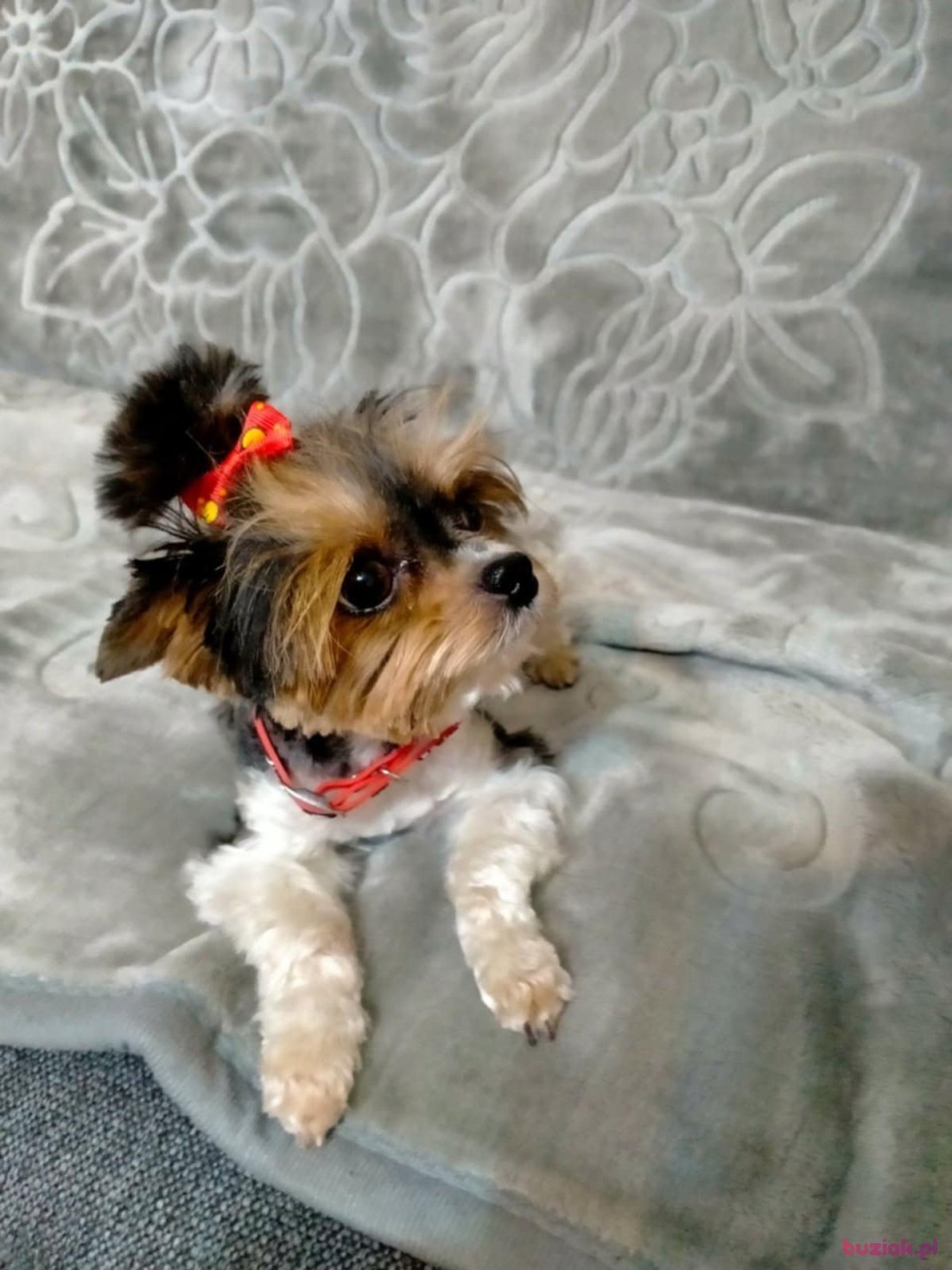 Grzegorz, Mężczyzna, 45, Szczytno, Polska, Zdjęcie: 4