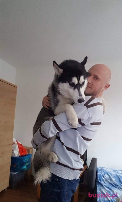 Wilczek81, Male, 43, Katowice, Polska, Photo: 4
