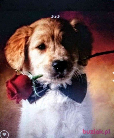 jerzy, Mężczyzna, 71, Puławy, Polska, Zdjęcie: 15