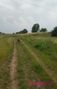 lelesio, Mężczyzna, 54, Gorzów Wielkopolski, Polska, Zdjęcie: 2