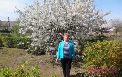 wiesia, Kobieta, 73, Legnica, Polska: 1