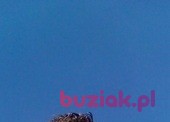 Karol, Mężczyzna, 31, Polkowice, Polska, Zdjęcie: 2