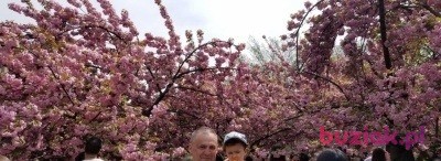 andrzej krepa, Male, 63, Tarnobrzeg, Polska, Photo: 4