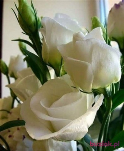 Elżbieta, Kobieta, 65, Świdwin, Polska, Zdjęcie: 2