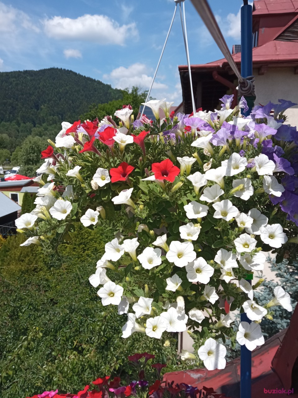 Adam, Male, 65, Szczawnica, Polska, Photo: 3