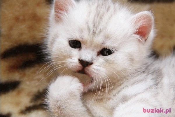 jurek, Male, 62, Opole Lubelskie, Polska, Photo: 8