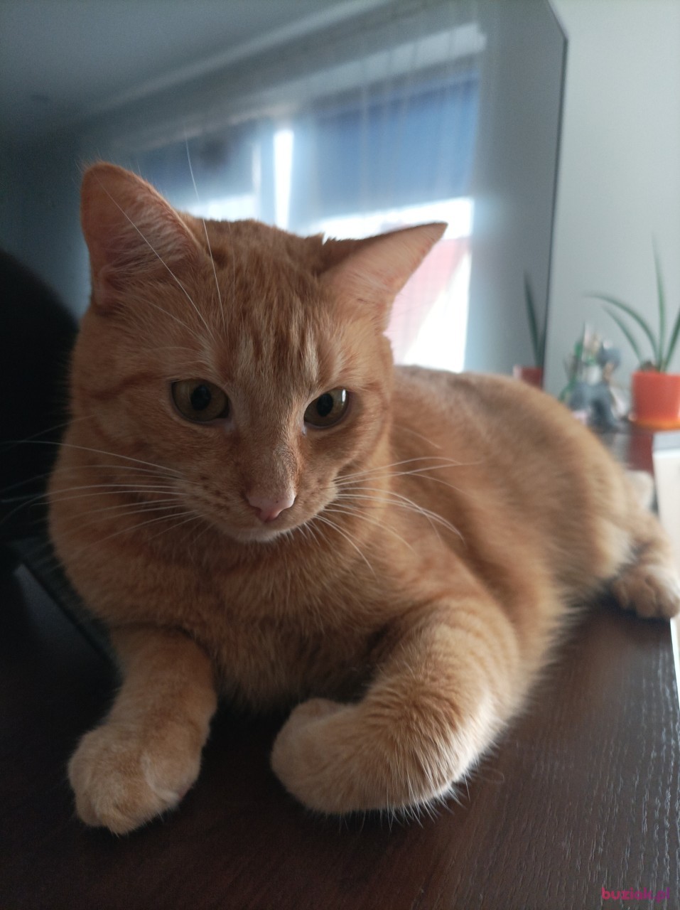 Marcin, Male, 44, Mieszkowice, Polska, Photo: 3