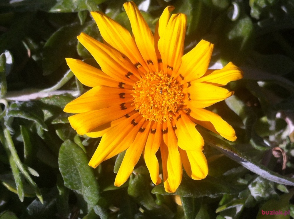 gralina2, Female, 71, Olsztyn, Polska, Photo: 5