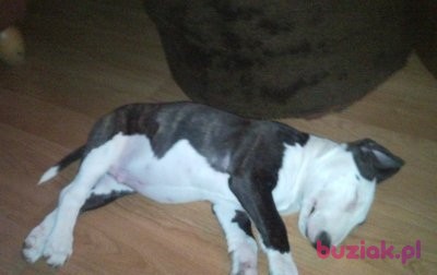 Damian, Mężczyzna, 43, Gliwice, Polska, Zdjęcie: 2