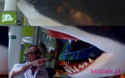 Tadeusz, Mężczyzna, 67, Tychy, Polska, Zdjęcie: 5
