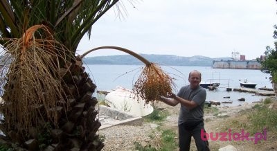 samemuzle, Male, 60, Orzesze, Polska: 1