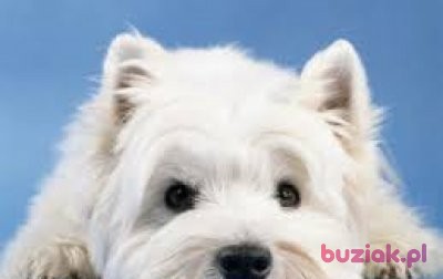 ewelina-klara, Female, 43, Wielka Brytania, Photo: 2