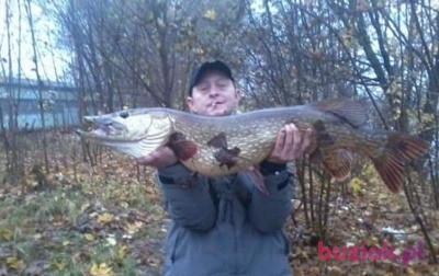 Dziara, Mężczyzna, 45, Bydgoszcz, Polska, Zdjęcie: 4