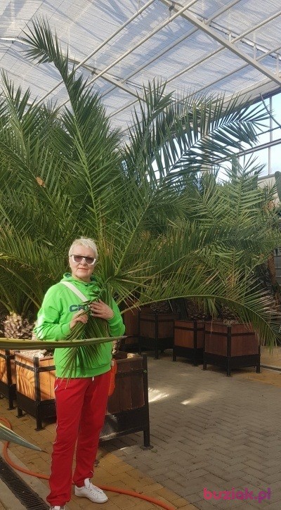 Ewa, Kobieta, 65, Gdańsk, Polska, Zdjęcie: 3