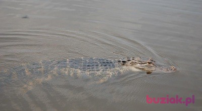 Spider, Male, 43, Krosno, Polska, Photo: 5