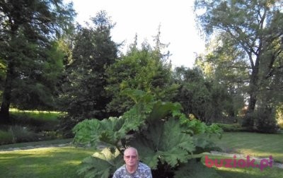 mundek, Mężczyzna, 69, Tychy, Polska, Zdjęcie: 1