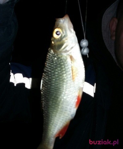 Brusnikin, Male, 32, Łapy, Polska, Photo: 6