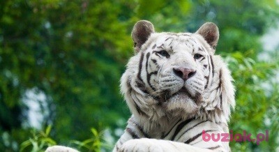 Snowtiger007, Mężczyzna, 45, Rabka, Polska, Zdjęcie: 4