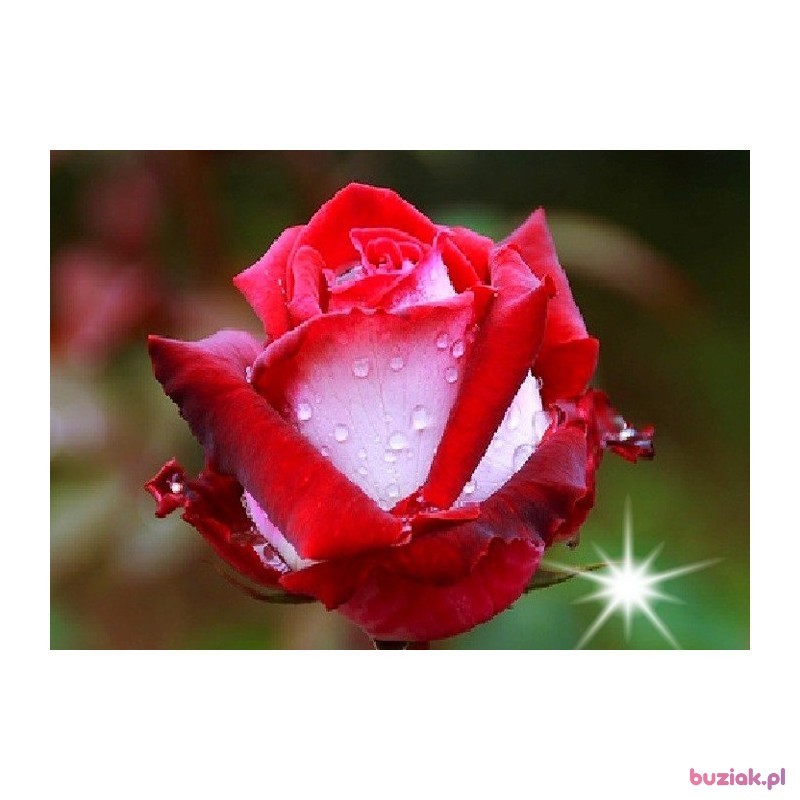 jurek, Mężczyzna, 62, Opole Lubelskie, Polska, Zdjęcie: 7