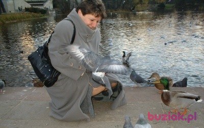 Iwona, Kobieta, 67, Warszawa, Polska: 1