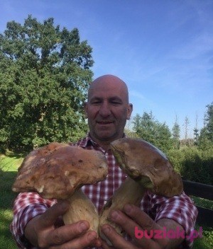 Wojtas, Male, 55, Holandia, Photo: 5