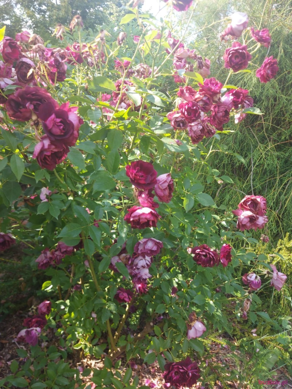 jurek, Mężczyzna, 62, Opole Lubelskie, Polska, Zdjęcie: 4