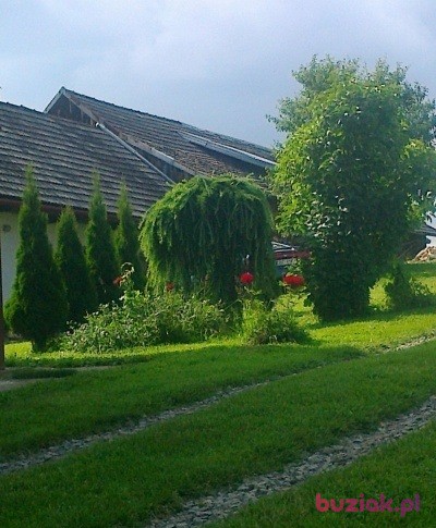 wlodek, Mężczyzna, 50, Bochnia, Polska, Zdjęcie: 2