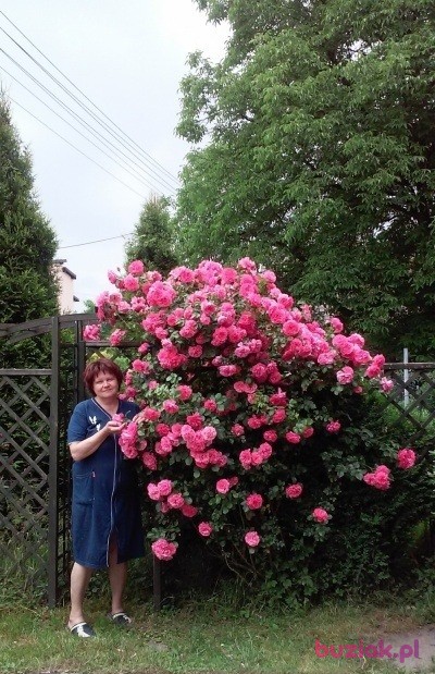 Gienia, Kobieta, 64, Tychy, Polska, Zdjęcie: 4