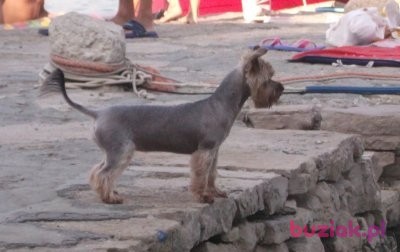Rafał, Mężczyzna, 59, Warszawa, Polska, Zdjęcie: 4