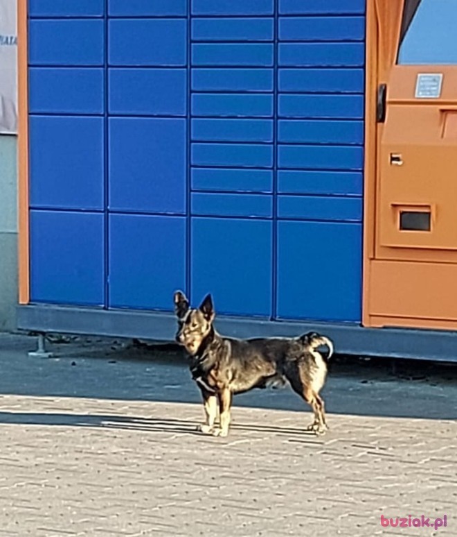 JACEK, Mężczyzna, 51, Wrocław, Polska, Zdjęcie: 9