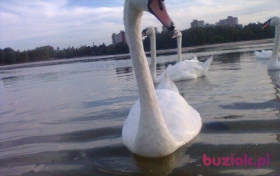 Bolesław, Male, 62, Bochum, Niemcy, Photo: 4