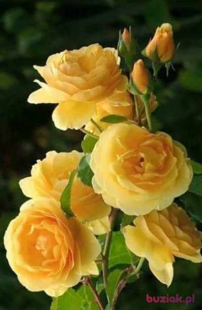 Charles , Mężczyzna, 62, Niemcy, Zdjęcie: 2