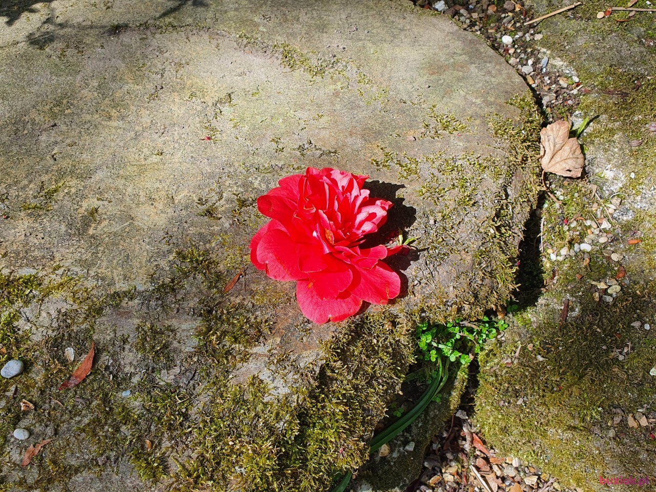 Olka, Female, 58, Westminster, Wielka Brytania, Photo: 6