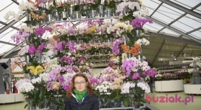 Justyna, Kobieta, 38, Warszawa, Polska, Zdjęcie: 5