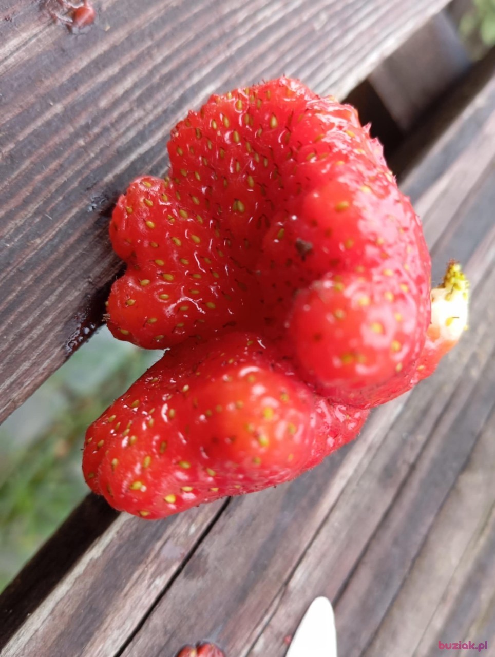 jurek, Mężczyzna, 62, Opole Lubelskie, Polska, Zdjęcie: 3