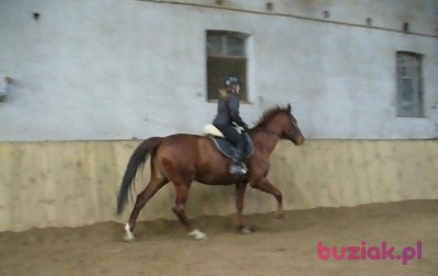 Sylwia, Kobieta, 47, Wielka Brytania, Zdjęcie: 3